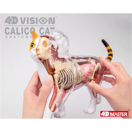 Об'ємна анатомічна модель 4D Master Кіт (FM-622040) фото 7
