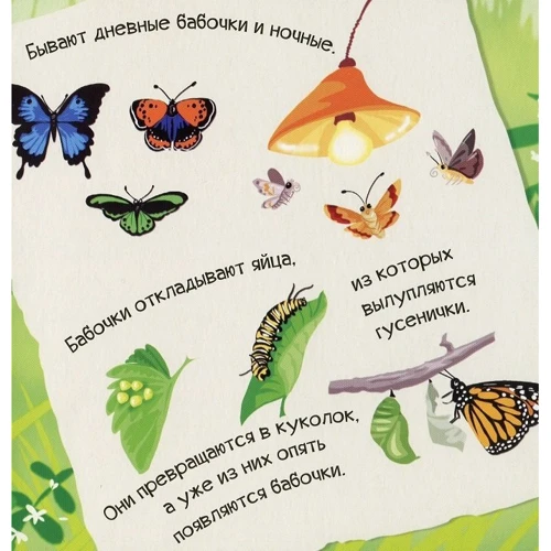 Мария Жученко: Знакомься, я букашка: Обложка Картон