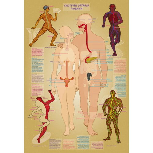 Дитяча гра з багаторазовими наклейками Розумне тіло людини KP-004y на укр. мовою