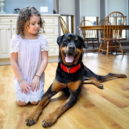 Ошейник двойной Coastal Macho Dog для собак нейлон красный 4.5x65 см: Производитель Coastal