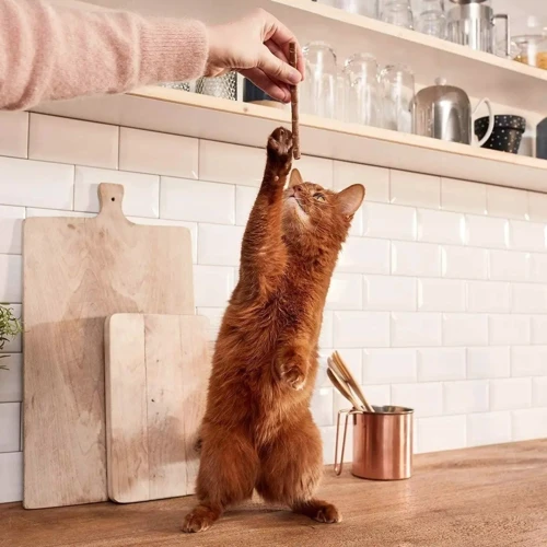 Ласощі для котів GimCat М'ясні палички з м'ясом птиці 4 шт. (4002064420806): Властивості Стимуляция роста и развития