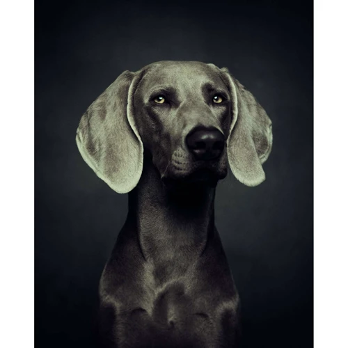 Vincent Lagrange: The Dogs. Human Animals: Количество страниц 176