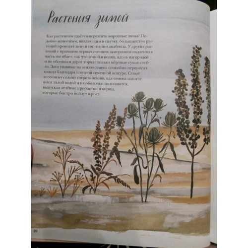 Памела Хикман: Природа навколо нас. Рослини. дерева: ISBN 978-5-00146-936-0