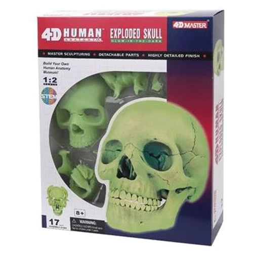 Объемная анатомическая модель 4D Master Череп человека светящийся FM-626113