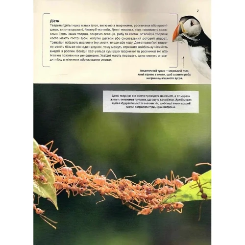 Клаудія Мартін: Велика книга тварин: Количество страниц 128