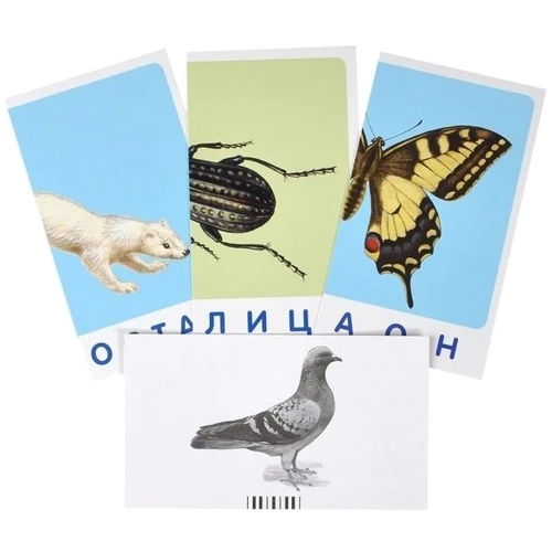 Зебра. Мир животных: Жанр Развитие ребенка