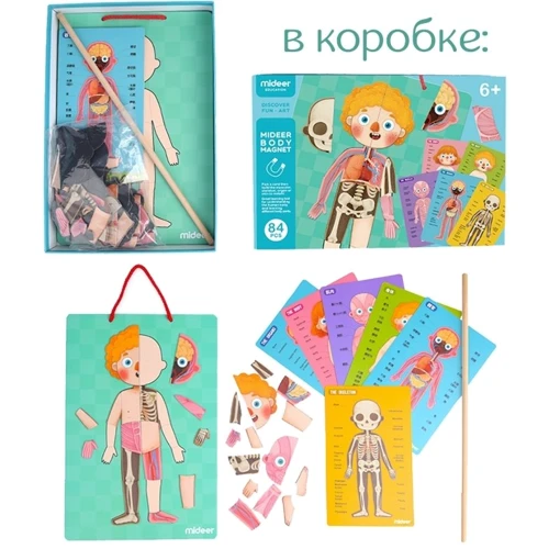 Магнітне тіло людини MiDeer MD2031