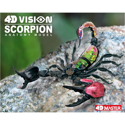 Объемная анатомическая модель 4D Master Скорпион (FM-622033) фото 10