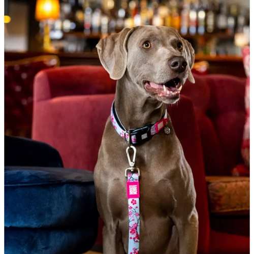 Поводок короткий для собак Max & Molly Short Leash - Cherry Bloom XS (4894512049956): Вид Обычный