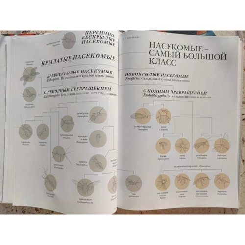 Барт Россель: Вражаючі комахи: Кількість сторінок 88