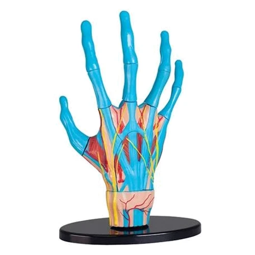 Модель руки Edu-Toys сборная, 16,5 см (SK058)