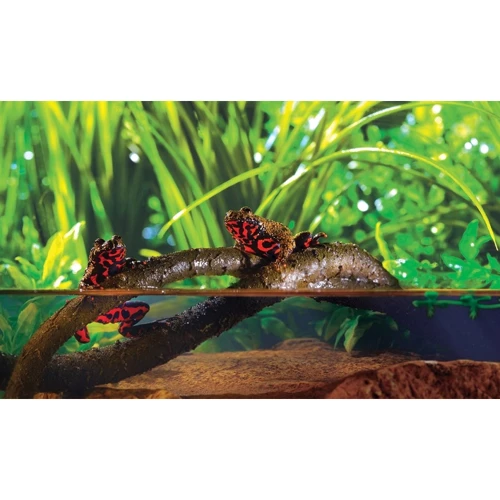 Растение Hagen Jungle Vine Small (015561230858) фото 2