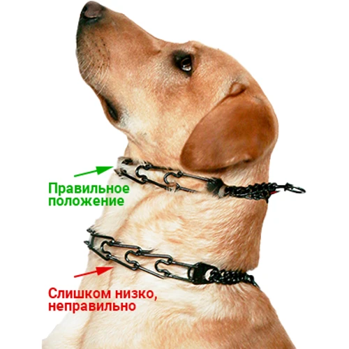 Строгий ошейник для собак Sprenger Ultra-Plus Training Collar с 2-мя кольцами и замком ClicLock нержавеющая сталь 4 мм 60 см (39690): Производитель Sprenger