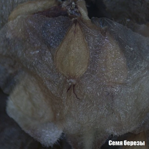 Мікроскоп National Geographic Stereo 20x: Клас Стереоскопічні