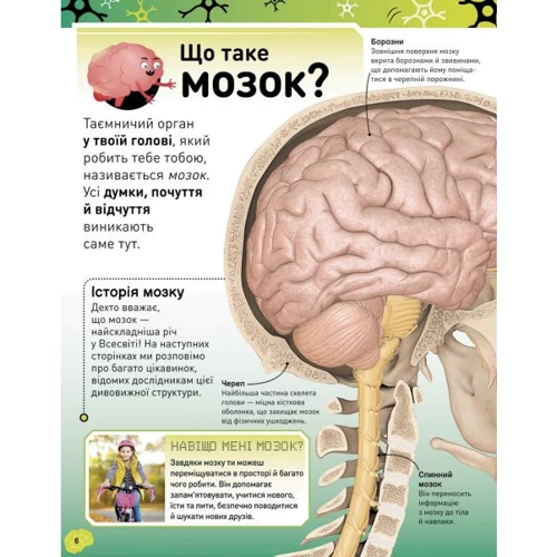 Ліам Дрю: Карколомний мозок. Імпульсивні нейрони, мінливі синапси, хвостаті аксони: Количество страниц 72