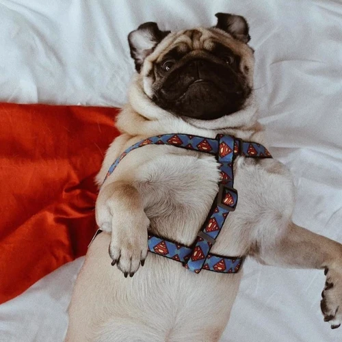 Шлей для собак анатомічний WAUDOG Nylon c QR паспортом малюнок Супермен Логотип металева пряжка-фастекс, Ш 15 мм, Дл 40-55 см (0715-2006) фото 2