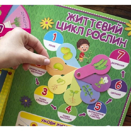 Рослини. Лепбук фото 6
