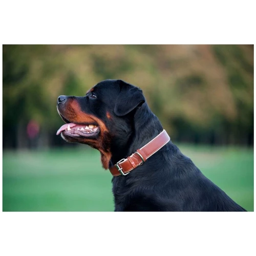 Нашийник WAUDOG Soft, коричневий верх 25 мм 38-49 см коричневий С QR ПАСПОРТОМ (7203): Розстрочка Кредит, 4 месяца, 6 месяцев, 8 месяцев, 15 месяцев, 25 месяцев, 20 месяцев, 36 месяцев