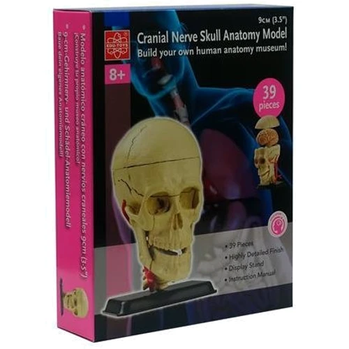 Модель черепа с нервами Edu-Toys сборная, 9 см (SK010): Производитель EDU-Toys