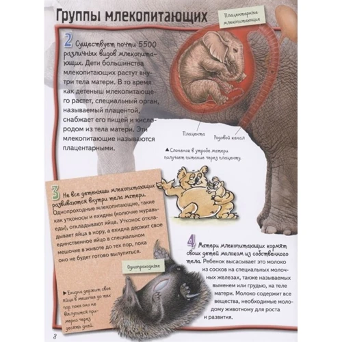Джіні Джонсон: Тварини: Обкладинка Твердая