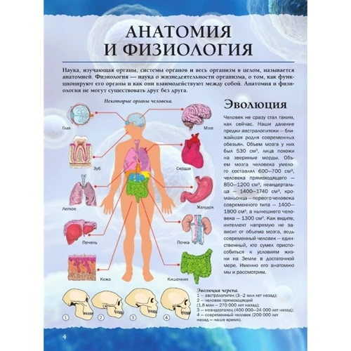 Анна Спектор: Тело человека: Автор Анна Спектор