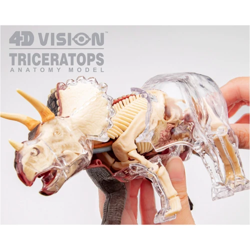 Объемная анатомическая модель 4D Master Трицератопс (FM-622014) фото 14