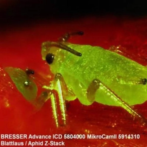 Мікроскоп Bresser Advance ICD 10x-160x: Клас Стереоскопічні