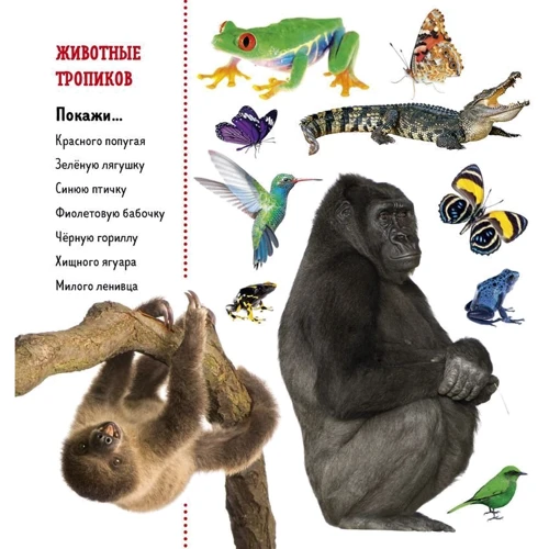Знайди і покажи. Тварини. Фотокнига: ISBN 978-5-906951-98-4