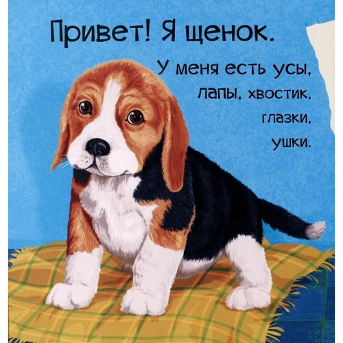 Мария Жученко: Знакомься, я щенок: Производитель Фактор