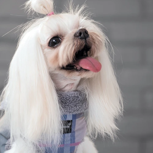 Жилет для собак Pet Fashion FASHION XS2 сірий: Довжина спини 26-28 см