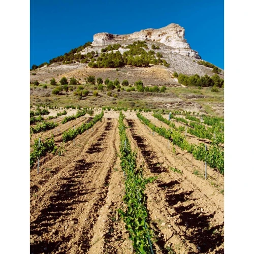 Neil Beckett: 1001, Wines You Must Try Before You Die: ISBN 9781788400855