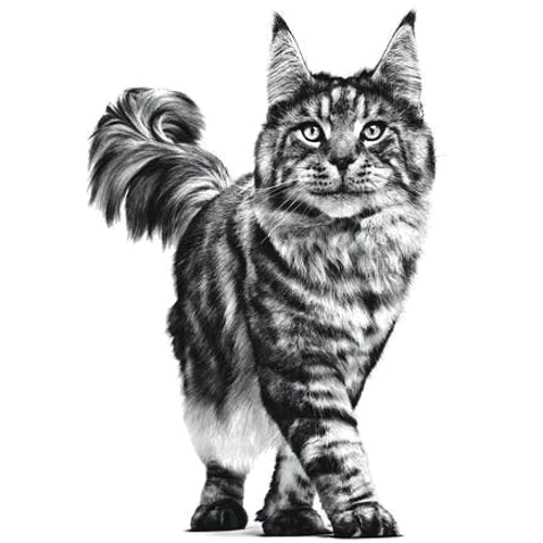 Сухой корм Royal Canin Mature Consult для пожилых котов 1.5 кг (27240159): Порода Все породы