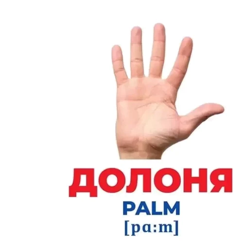 Геній з пелюшок. Будова тіла. Демонстраційний матеріал: Производитель Ранок