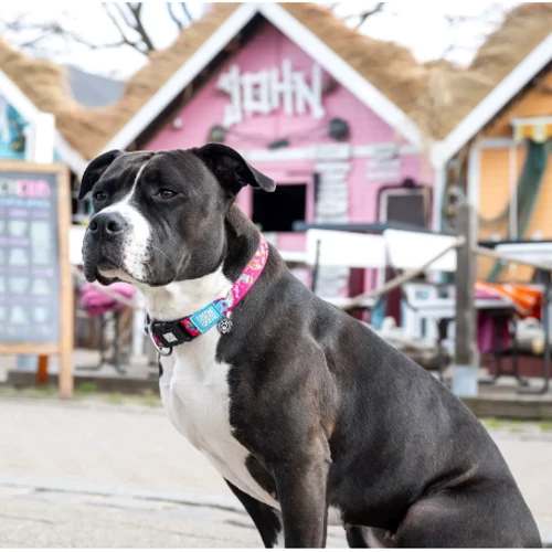 Ошейник Max & Molly Urban Pets Smart ID Collar - Magical/S с принтом Магии (4894512052680): Ширина 1.5 cм