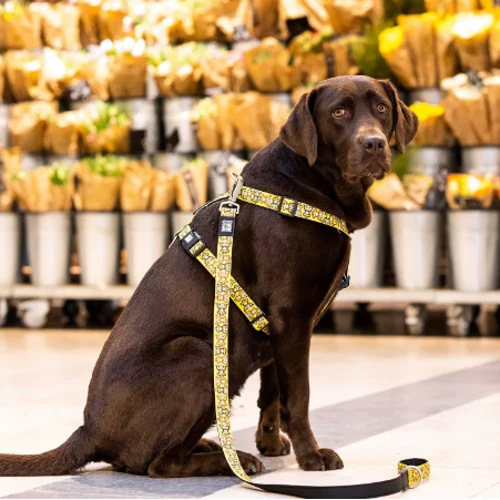 Шлейка для собак Max & Molly Urban Pets H-Harness - Monkey Maniac/L 2 см 70-98 см жовта (4894512050419) фото 5