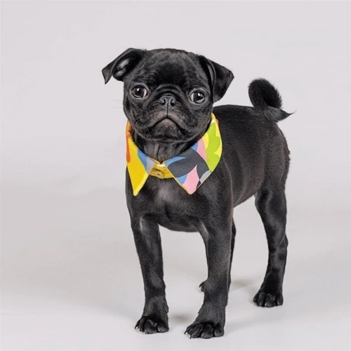 Воротник для собак Pet Fashion Bright размер S-M разноцветный (4823082425471): Тип Воротнички