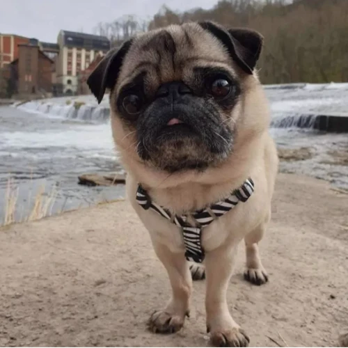 Шлейка для собак Max & Molly Urban Pets H-Harness - Zebra/L 2 см 70-98 см черная (4897039632212): Производитель Max & Molly Urban Pets