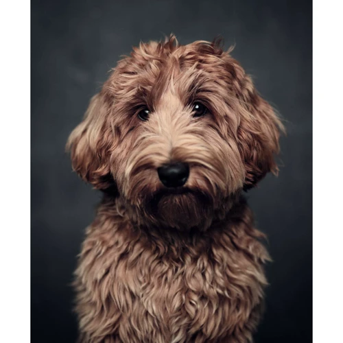 Vincent Lagrange: The Dogs. Human Animals: ISBN 9783961713042