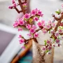 Конструктор LEGO Creator Cherry Blossoms Цвітіння вишні (40725) фото 4