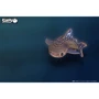 Сборная 3D модель Eugy Зоопарк: Китовая акула (XEG-049)