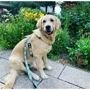 Шлейка для собак Max & Molly Urban Pets H-Harness - Donuts/М 2 см 53-69 см (4894512016330) фото 6