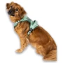 Шлея Max & Molly Smart ID Sport Harness Matrix 2.0 Jade M 48-65 см нефритовая (4255636810615) фото 6