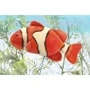 М'яка іграшка Hansa Риба-клоун, 32 см: Тип дикие животные