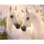 Картина по номерам Животные, птицы Пара коней 40x50см (KHO2433)