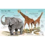 Hazel Maskell: Big Book of Animals: Обложка Мягкая
