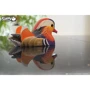 Сборная 3D модель Eugy Зоопарк: Мандаринка (XEG-096)