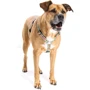 Шлейки для собак Max & Molly H-Harness - Comic XS (4894512013674) фото 3