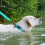 Ошейник для собак WAUDOG Waterproof c QR-паспортом светящийся пластиковая пряжка-фастекс 25 ммx35-58 см ментоловый (2780): Цвет бирюзовый