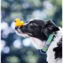 Нашийник Max & Molly Smart ID Collar - Ducklings/L для собак (4894512020498): Призначення Для больших пород