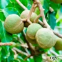 OGX Kukui Oil Кондиционер Увлажнение и гладкость с маслом гавайского ореха 385 ml фото 8